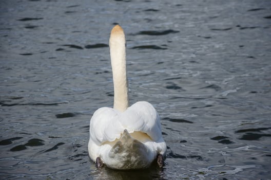 A white swan swims away from the shore. High quality photo