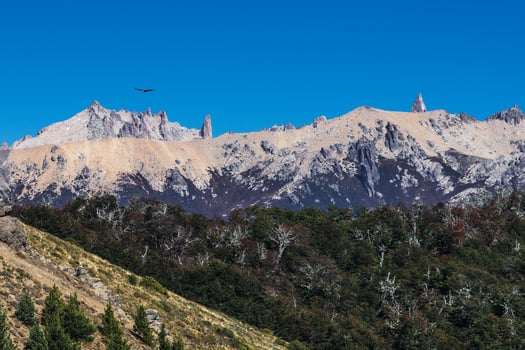 The Condor, Lord of the Andes photo