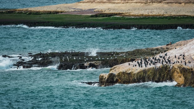cormorant and seagull colony photo