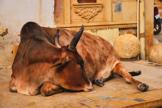 Indian cow resting in the street photo