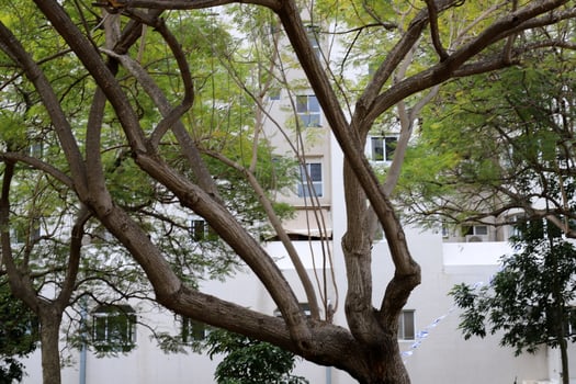 Buildings and structures in Tel Aviv against the background of branches and leaves of tall trees. photo