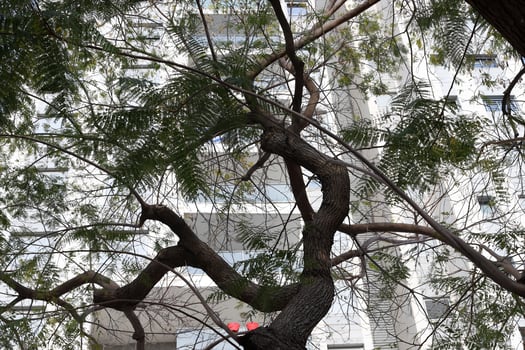 Buildings and structures in Tel Aviv against the background of branches and leaves of tall trees. photo