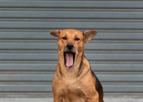 Young brown female domestic dog adopted sitting and looking at camera with cuteness photo
