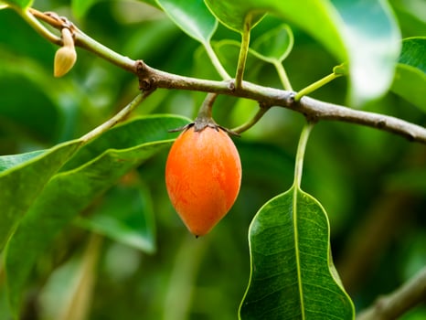 Close up Spanish Cherry plant. photo