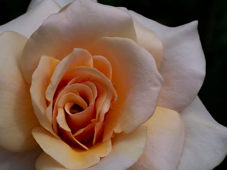 Soft orange rose flower photo