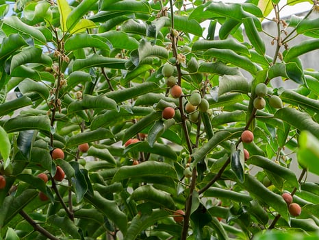 Close up Spanish Cherry plant. photo