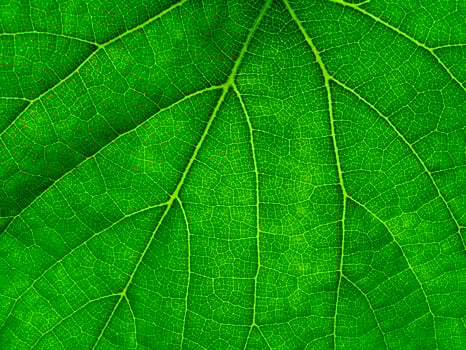 Macro of green grape leaf. photo