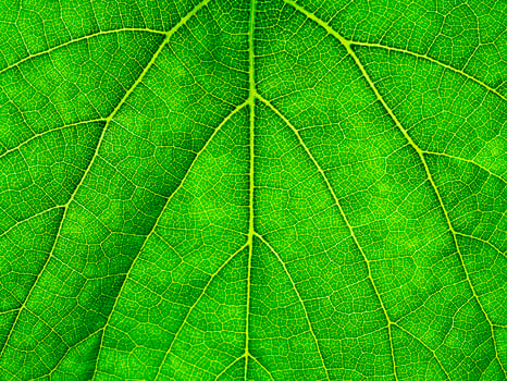 Macro of green grape leaf. photo