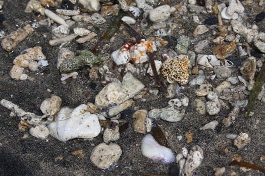 corals and shells at the beach photo