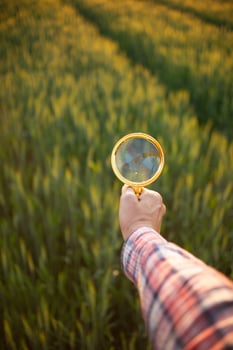 Researchers carry magnifying glasses over barley plants to look for errors in the plants so they can develop new varieties of barley plants. Ideas for using a magnifying glass to help with searching photo