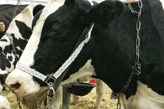 Cows on dairy farm. Cattle feeding with hay. Concept of farming and animal husbandry. Herd of cows eating hay cowshed in animal farm. Meat and milk industry. Organic production, sustainable lifestyle photo
