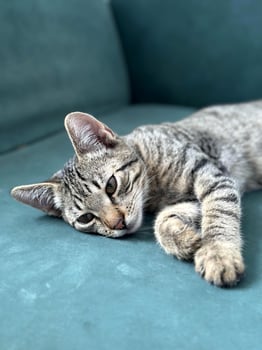 Young cat with a striped coat lounges gracefully on a teal sofa, its gaze distant yet attentive. photo