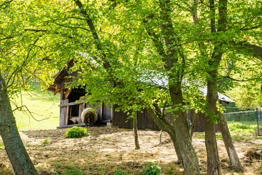 Sheeps eating hay on farm, back view. Lambs feeding at trough near barn. Czech photo