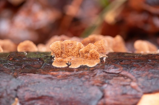 Orange fungus growing on decaying wood. photo