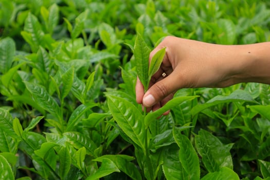 Women hand picking up tea leaves at the tea plantation in Wonosobo, Indonesia. photo