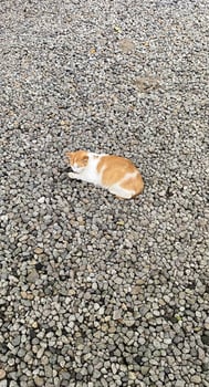 there is a cat that is laying down on the ground photo