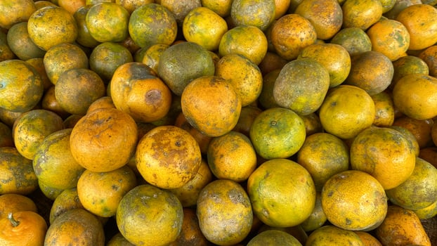 there are many oranges that are piled together in a pile photo