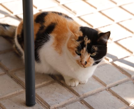 red, black and white tiger cat photo