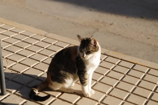 red, black and white tiger cat photo