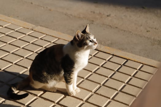 red, black and white tiger cat photo