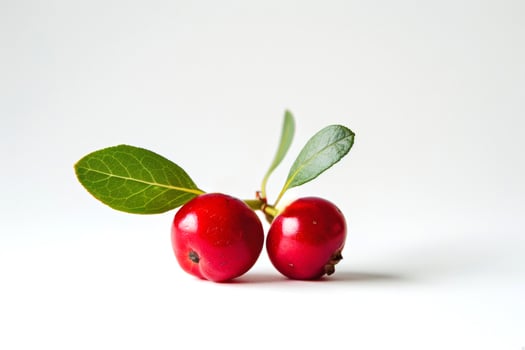 two lingonberries in a simple setting, rich red against a white background photo