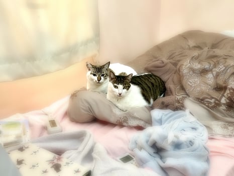 Snuggling brown tabby and white cat and Siamese cat photo