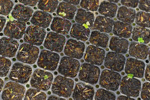 seedling planting tray for agriculture cultivation photo