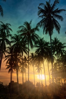 Silhouette coconut palm trees on beach at sunset. Vintage tone. photo
