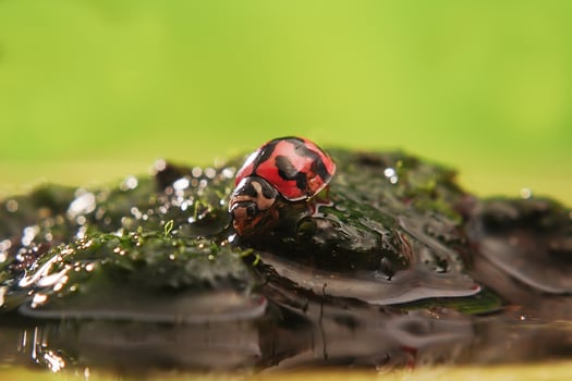 Ladybug or Small beetle Coccinellidae photo