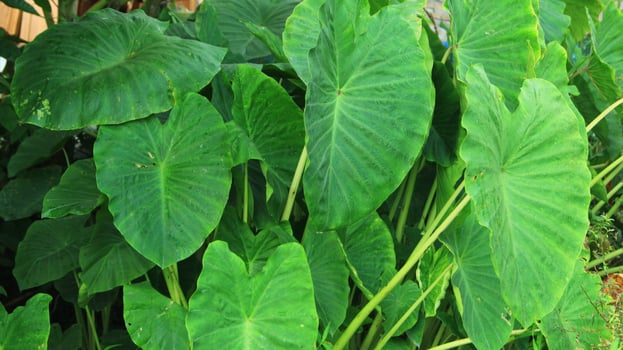 raindrops on taro leaves. water drop on green leaf. background of waterdrops on taro leaves photo