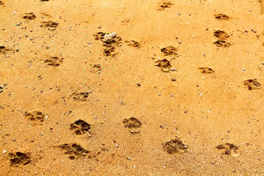 Animal or Dog's footprint walked or run on the brown sand near the beach. photo
