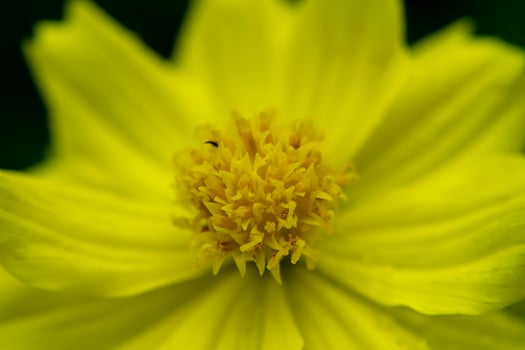 Yellow cosmos flower. photo