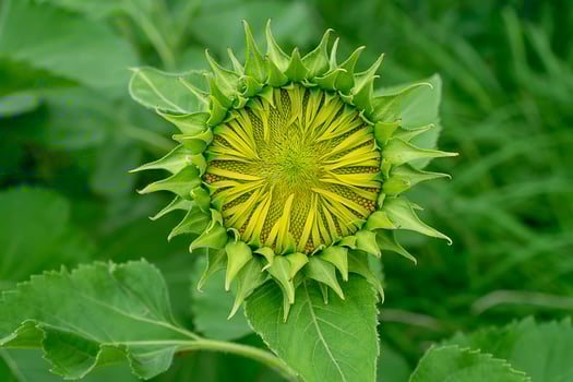 Close up sunflower. photo