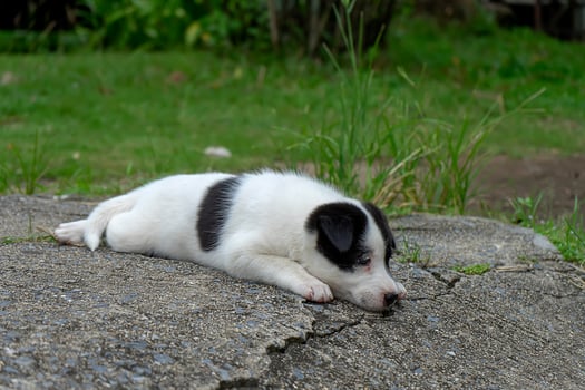 Back and white baby dog photo