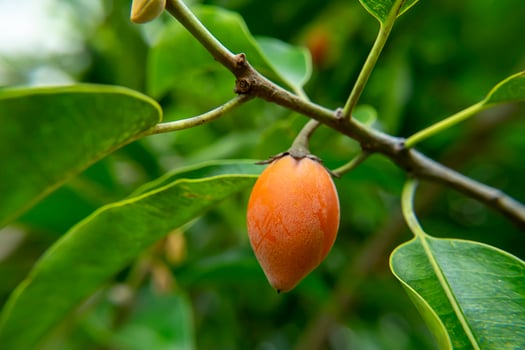 Close up Spanish Cherry plant. photo