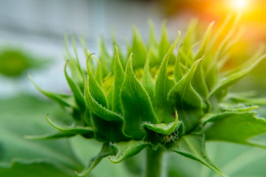 Close up sunflower. photo