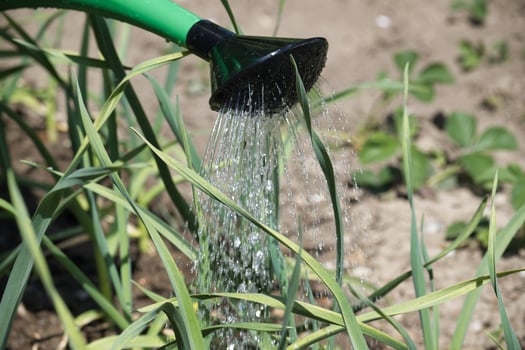 Watering can pours water over sprouting garlic leaves photo