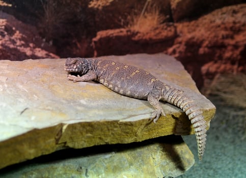 Ornate Uromastyx Uromastyx ornata, commonly called the ornate mastigure, is a species of lizard in the family Agamidae photo