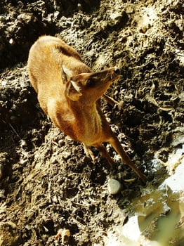 portrait of a young deer on his habitat at bright daylight. Beautiful young deer with golden brown color photo