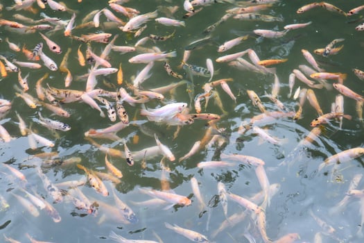 fish pond contains many fish in taman kemesraan photo