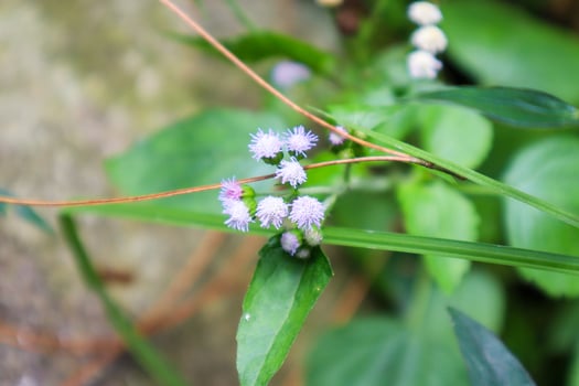 close up of ageratum conyzoides plant photo