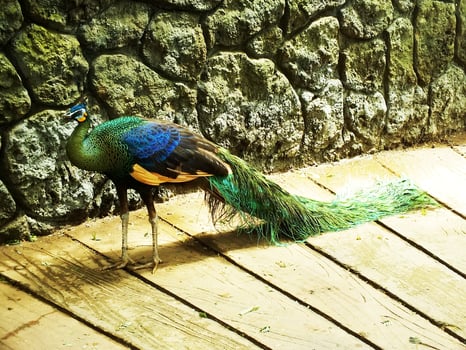 Green peacock. Pavo muticus. Beautiful bird with vibran color feather wich is found in the tropical forests of Southeast Asia, also known as a Javanese peacock. photo