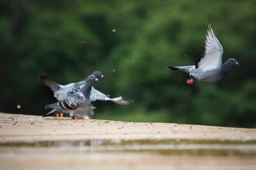 group of homing pigeon flying at home loft race photo