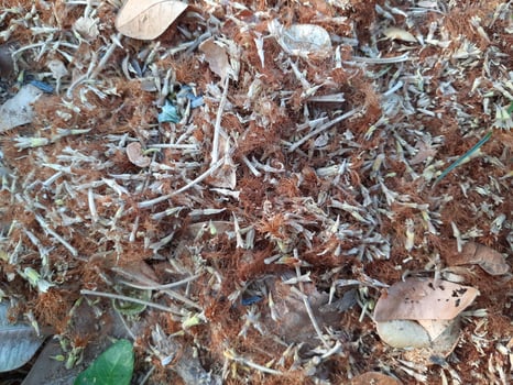dried grass and leaves photo