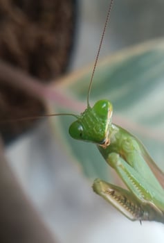 A vibrant green mantis blends seamlessly into its leafy surroundings. photo