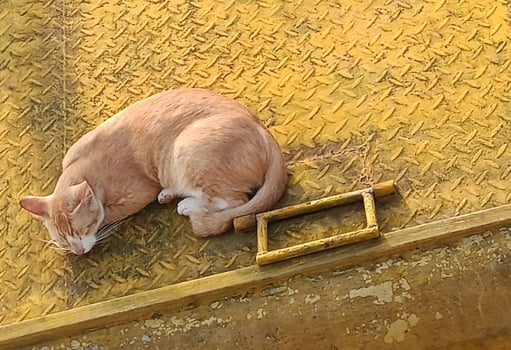 cat on the cage photo