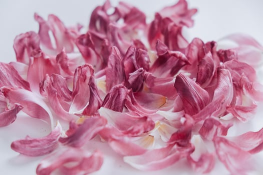 Dry purple petals on the table photo