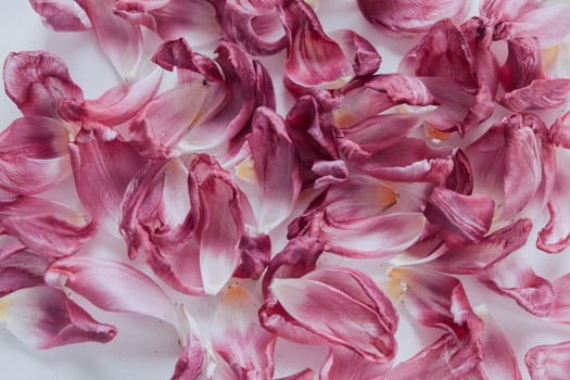 Dry purple petals on the table photo