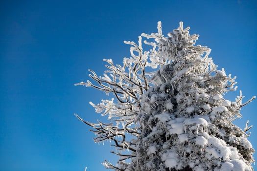 The trees are covered with a white layer and the sky is blue. Fairy tale landscape. photo