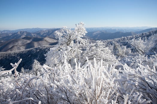 Elevated perspective of a large forest and deciduous trees that are covered in a thick layer of snow and ice. photo